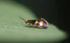 Micropterix sp.